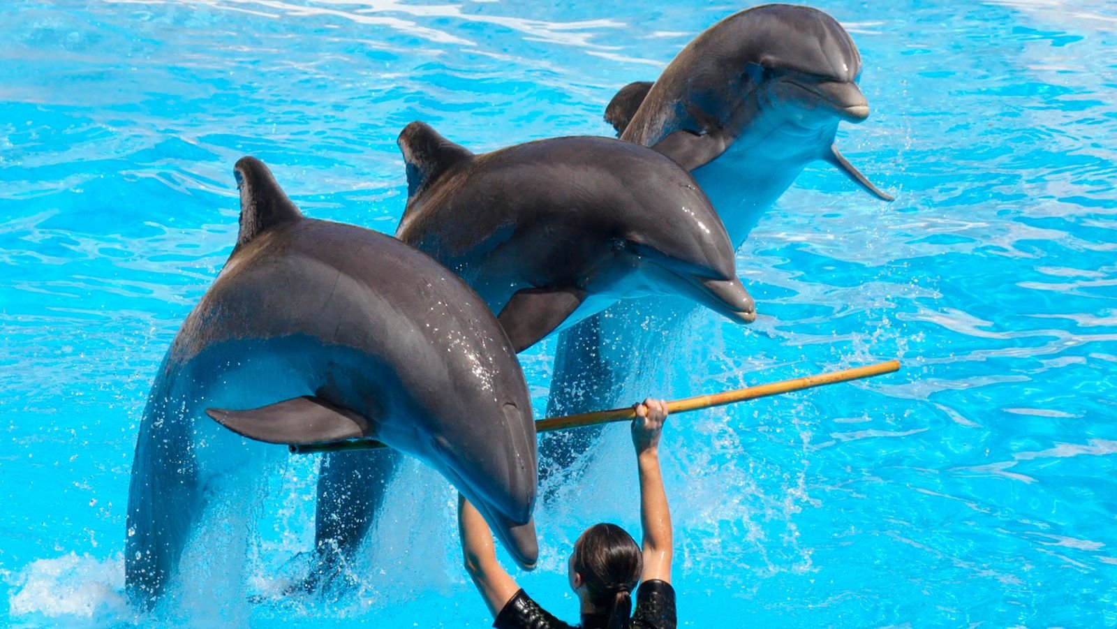 ‘Ley Mincho’ Ya es una Realidad: ¿por qué Prohibieron Lospectáculos con Delfines en México?