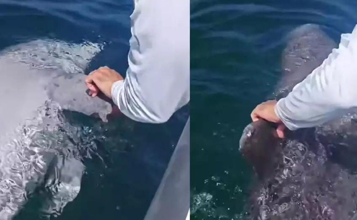 Hallan A Delfín Muerto Cerca de Progreso, Yucatán; Sospechan que murio por por por ruta de pesca o por choque con un barco | El universal