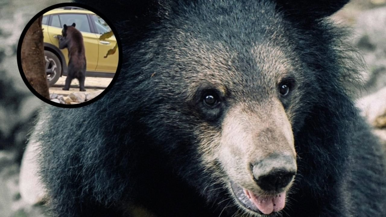 Video viral | OSO Sorprende Al Abrir dos Camionetas para Buscar Comida en Arteaga, Coahuila