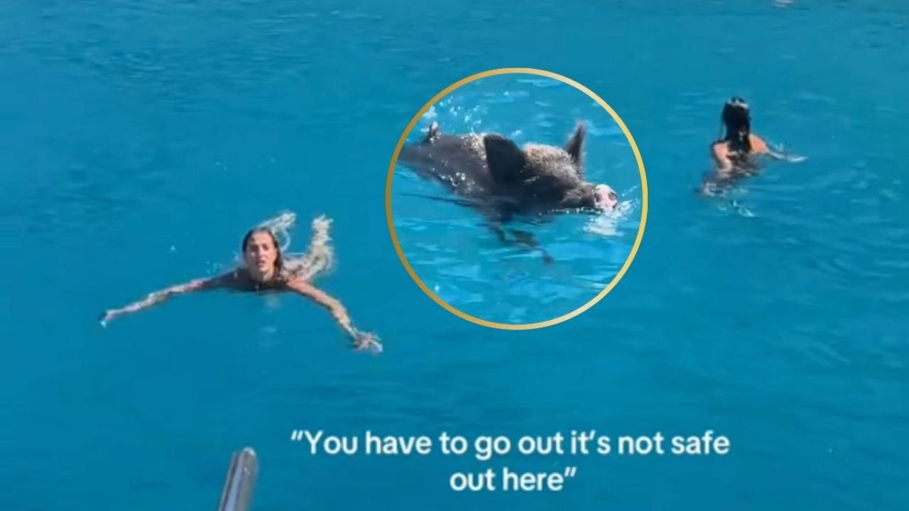 Cerdito se Lanza al Mar para Perseguir A Influencers en Grecia | VIDEO