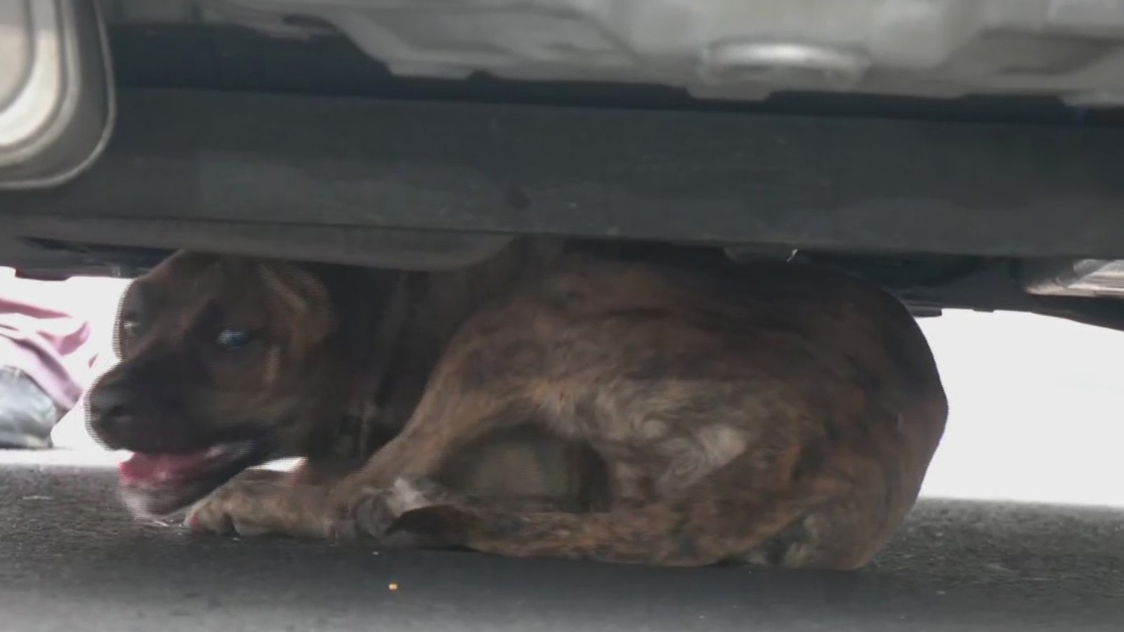 Perrita Lulú se Reencuentra Con Su Dueña, Luego de Rescate en Viaducto: Así Se Escapó