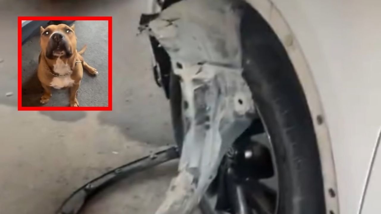 Mujer Adopta A Perrito en La Calle … Pero el Can Destroza El Carro | Video