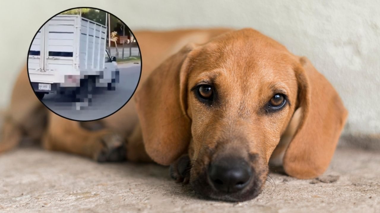 Capitán A Camión Arrastrando A Perrito Con Una Cuerda en Calles de Puerto Escondido | Im ágenes fuertos