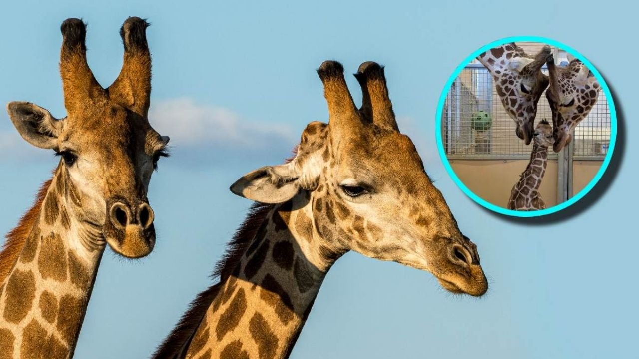 La tierna fotografía del recibimiento de una cría de jirafa por sus cariñosos padres.