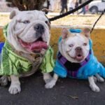 Presenta el gobierno estrategia de cuidado de mascotas; busca una Ciudad de México libre de heces