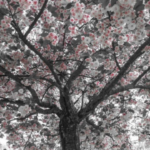 Los 5 árboles frutales que debes podar a mediados de marzo para aprovechar la primavera.