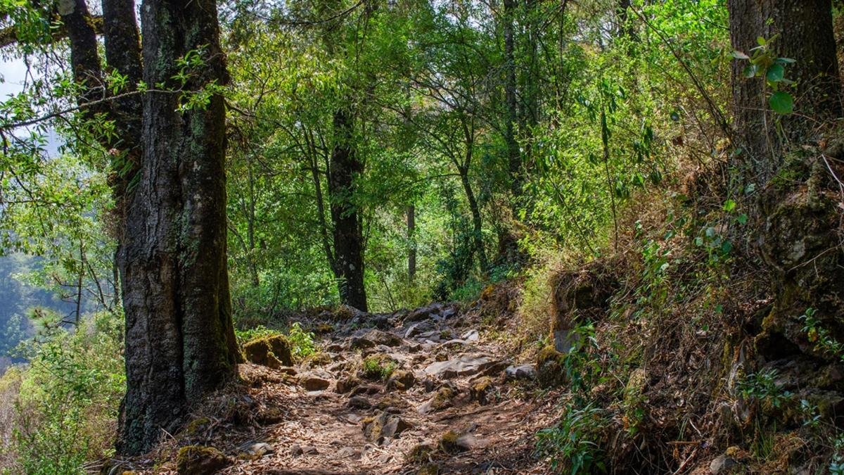 Día Internacional de los Bosques: por qué son clave para la vida, la economía y el futuro de México