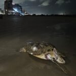 Ambientalistas acusan al gobierno de no atender derrame de petróleo en el Golfo de México; transparencia exigente | El Universal