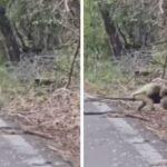 Captan tierno momento de una osa hormiguero con su cría en Calakmul; VIDEO desata comentarios en redes