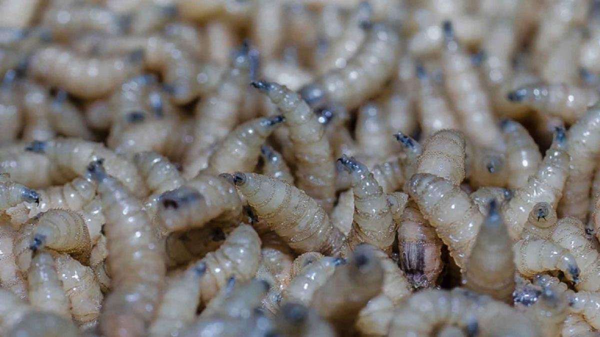 USDA detecta caso de gusano barrenador en una cabra ​de Coahuila, cerca de la frontera con ‌EU