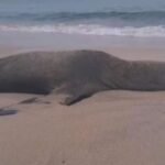 ¿De qué murió el lobo marino encontrado en Bahía de Banderas, Nayarit?