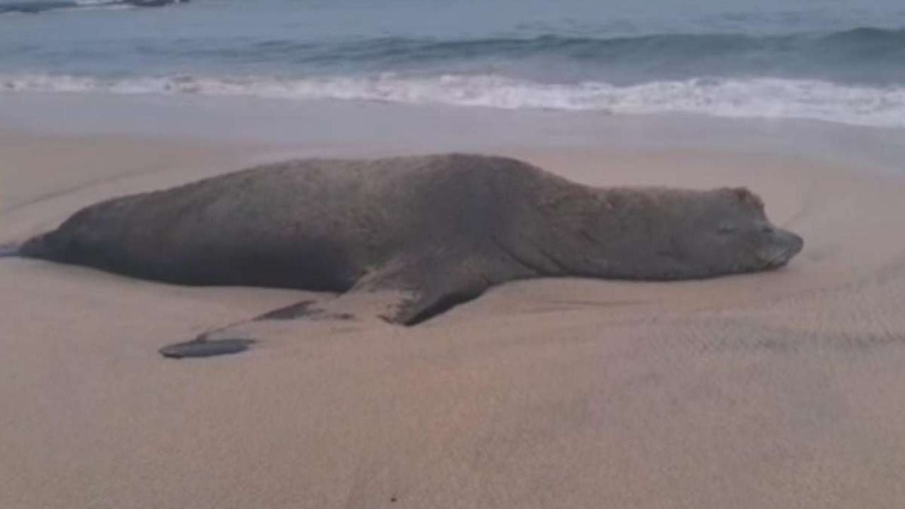 ¿De qué murió el lobo marino encontrado en Bahía de Banderas, Nayarit?
