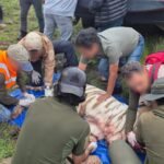 Muere Kenzo, tigre de bengala que escapó en Tepetlaoxtoc: Profepa aplicó protocolo de ‘contención letal’